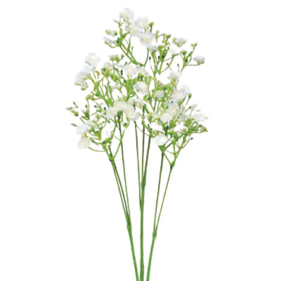 Baby's Breath Spray - Cream