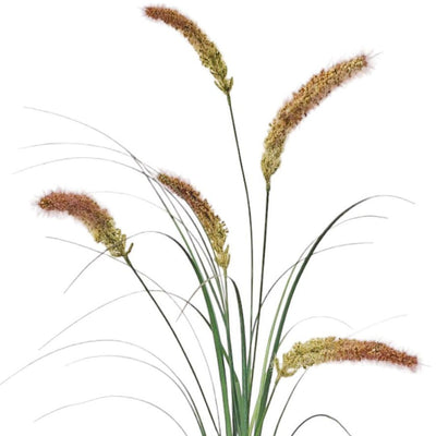 Fountain Grass: Pink - Large