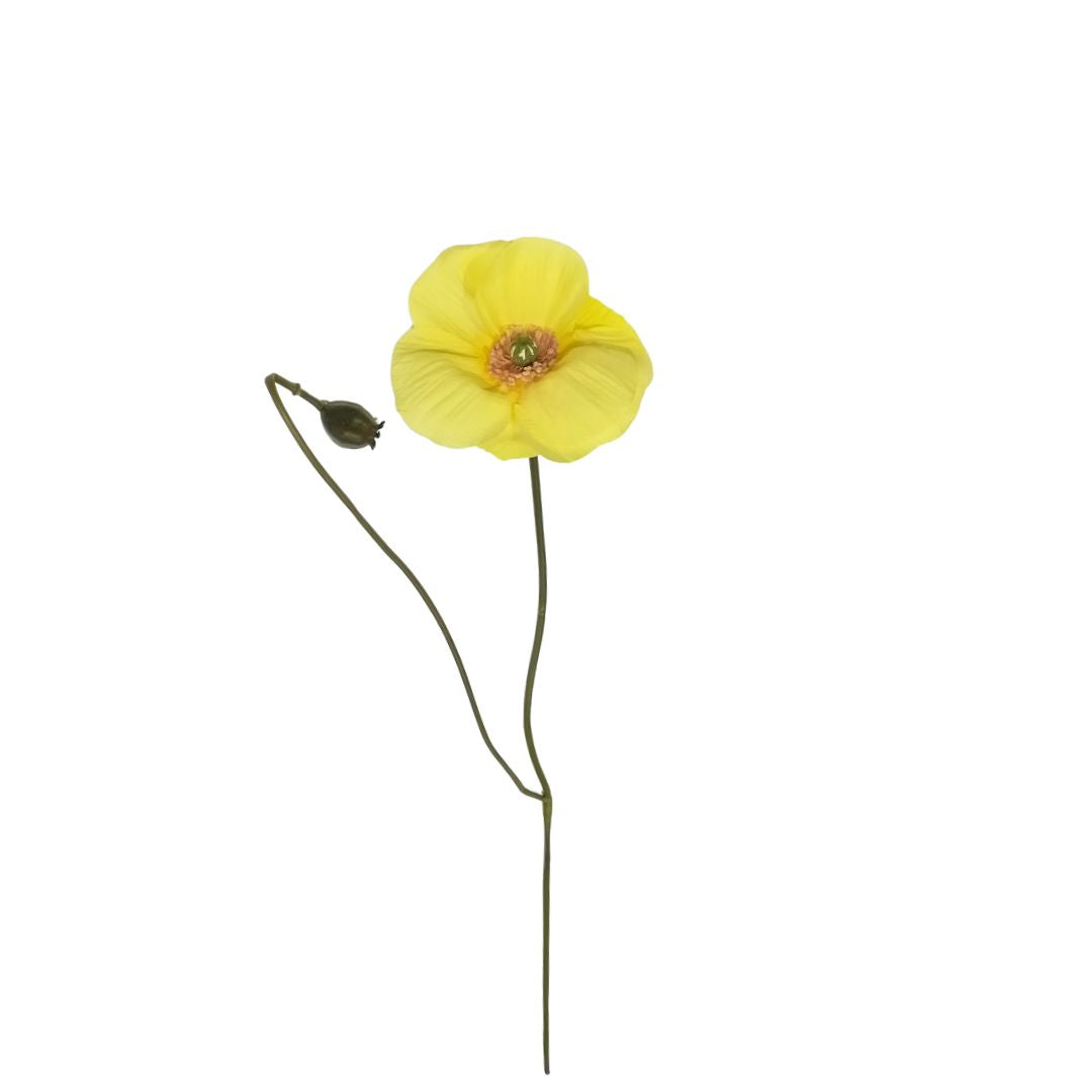 Garden Poppy: Yellow - 70cm