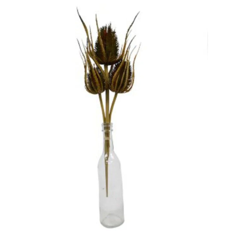 Dried Thistle