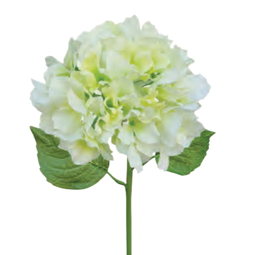 Italian Hydrangea - Cream