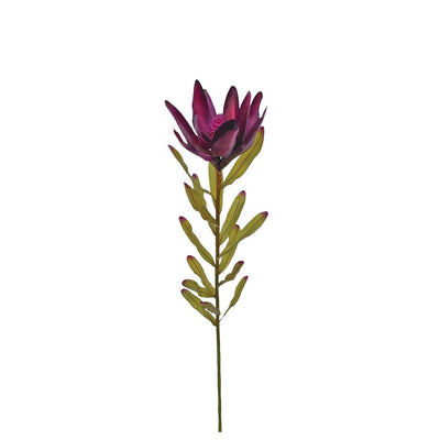 Leucodendron - Aubergine