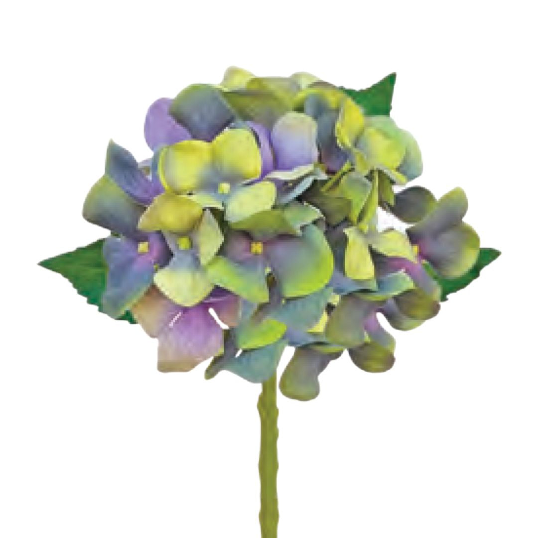 Water Stem Hydrangea: Green/Blue - Medium