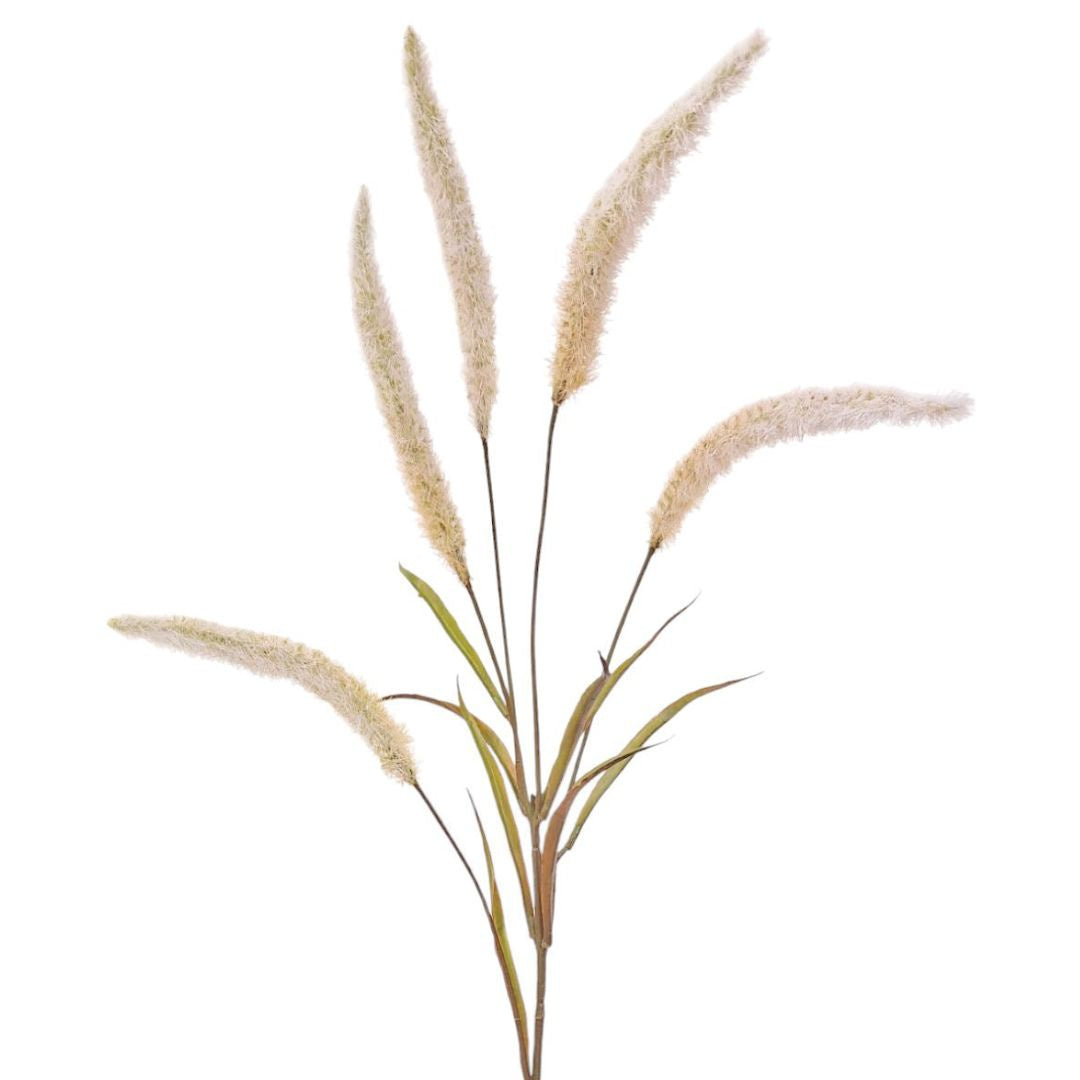Flowering Pearl Grass - Cream/Brown