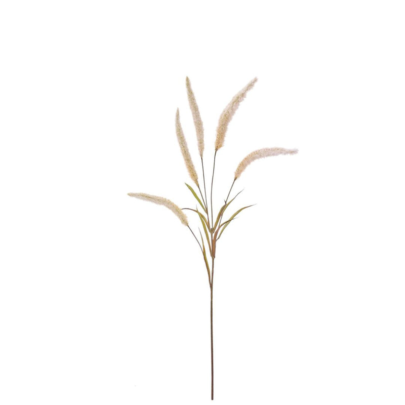 Flowering Pearl Grass - Cream/Brown