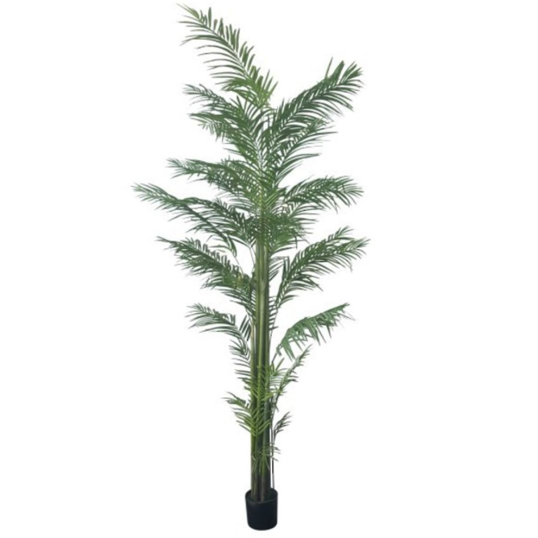 Potted Areca Palm - 3m