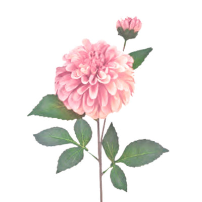 Pom Pom Dahlia: Pink