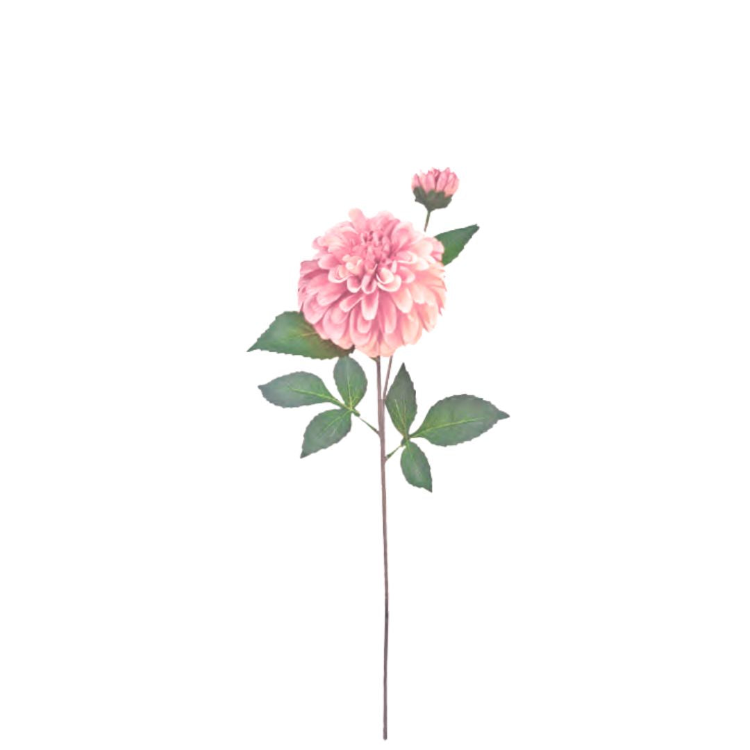 Pom Pom Dahlia: Pink