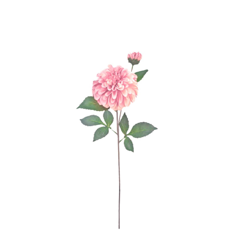 Pom Pom Dahlia: Pink