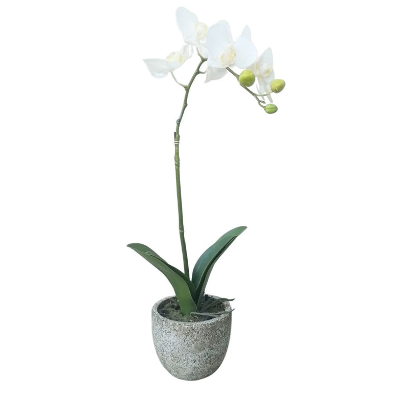 Fresh Touch Phalaenopsis Potted: White - Medium