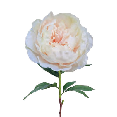 Large Queen Peony - Seashell
