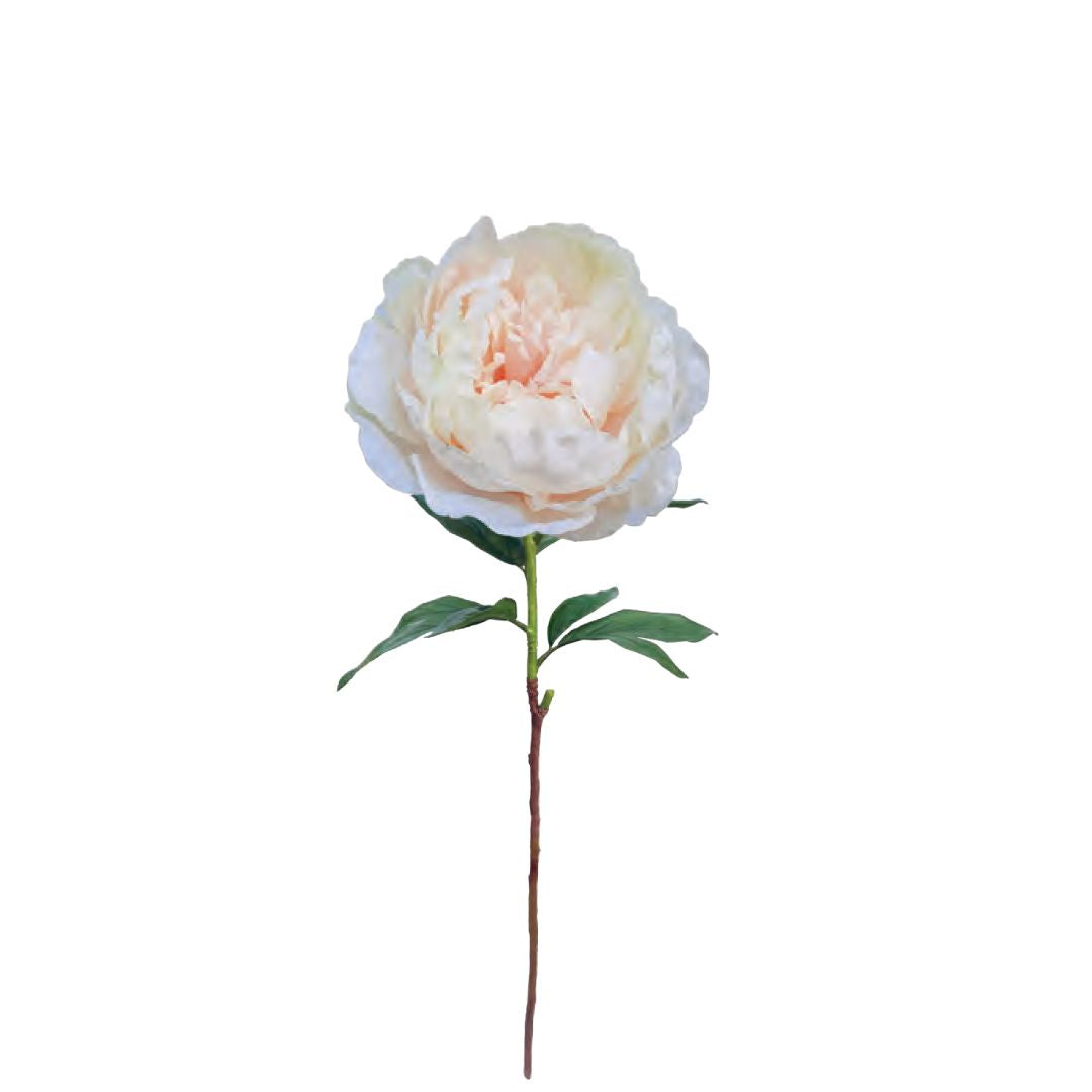 Large Queen Peony - Seashell