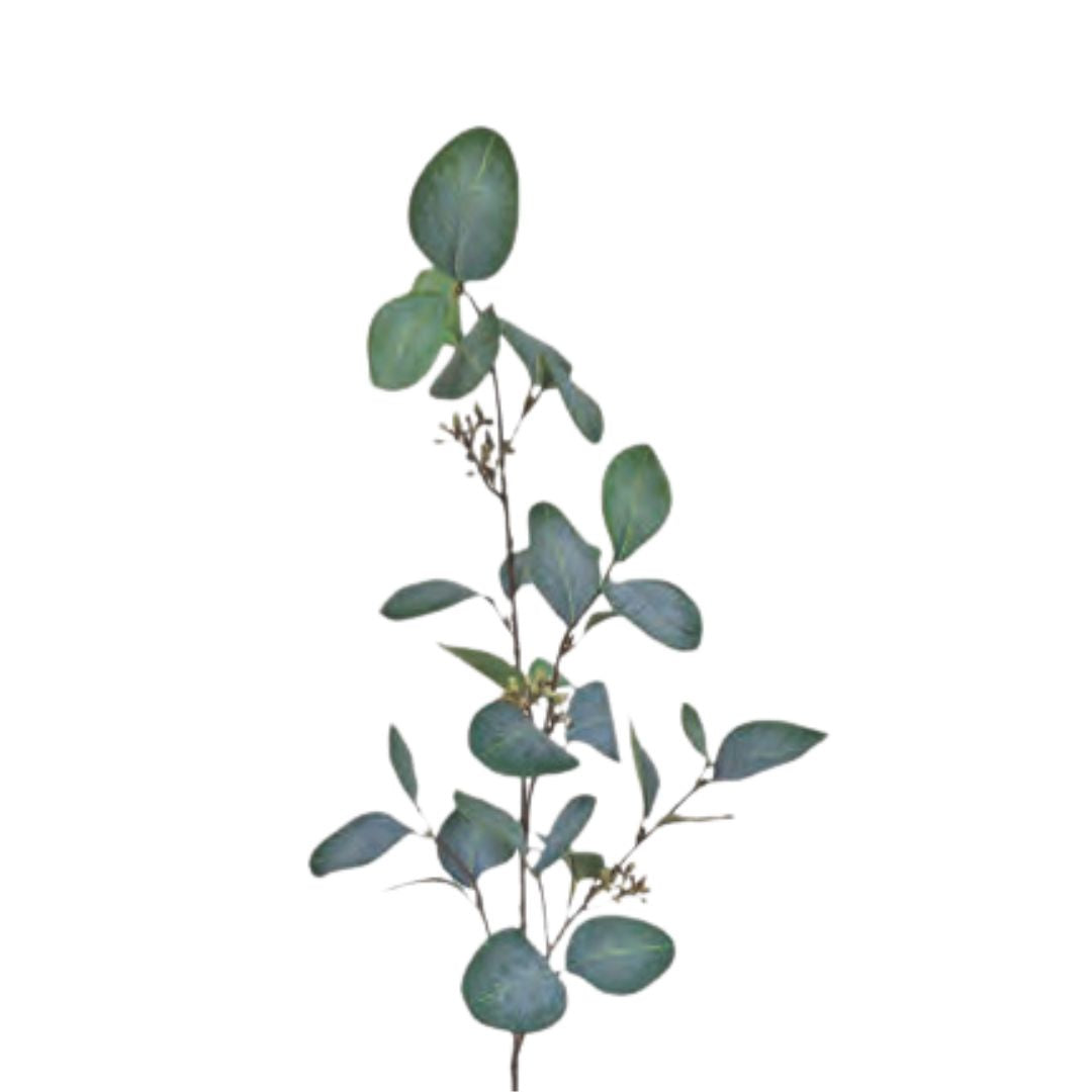 Round Leaf Eucalyptus with Seeds - Green