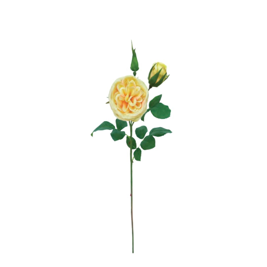 Musk Rose: Yellow