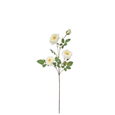 Rambling Rose: Cream