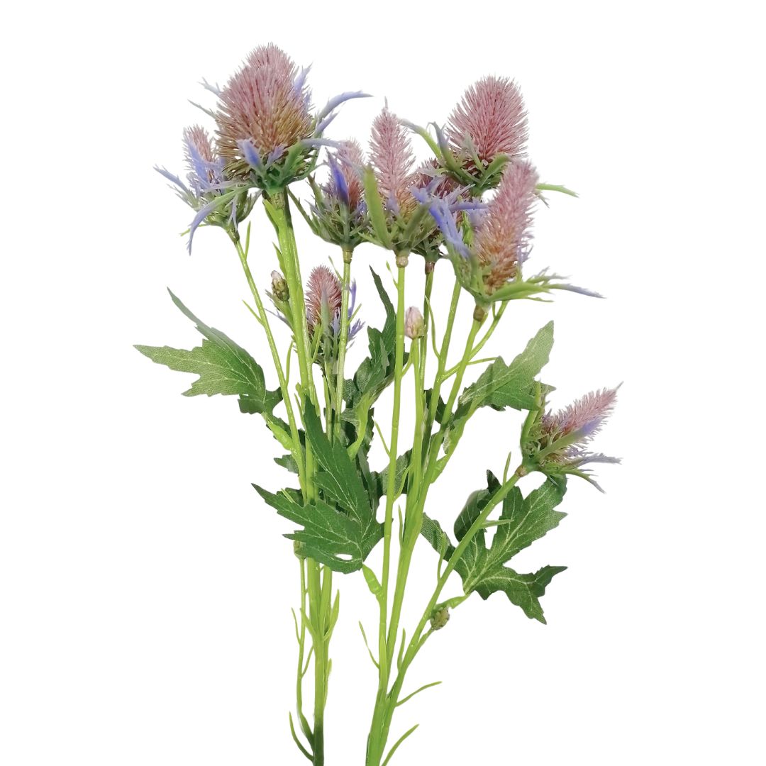 Sea Holly Thistle: Dusky Pink