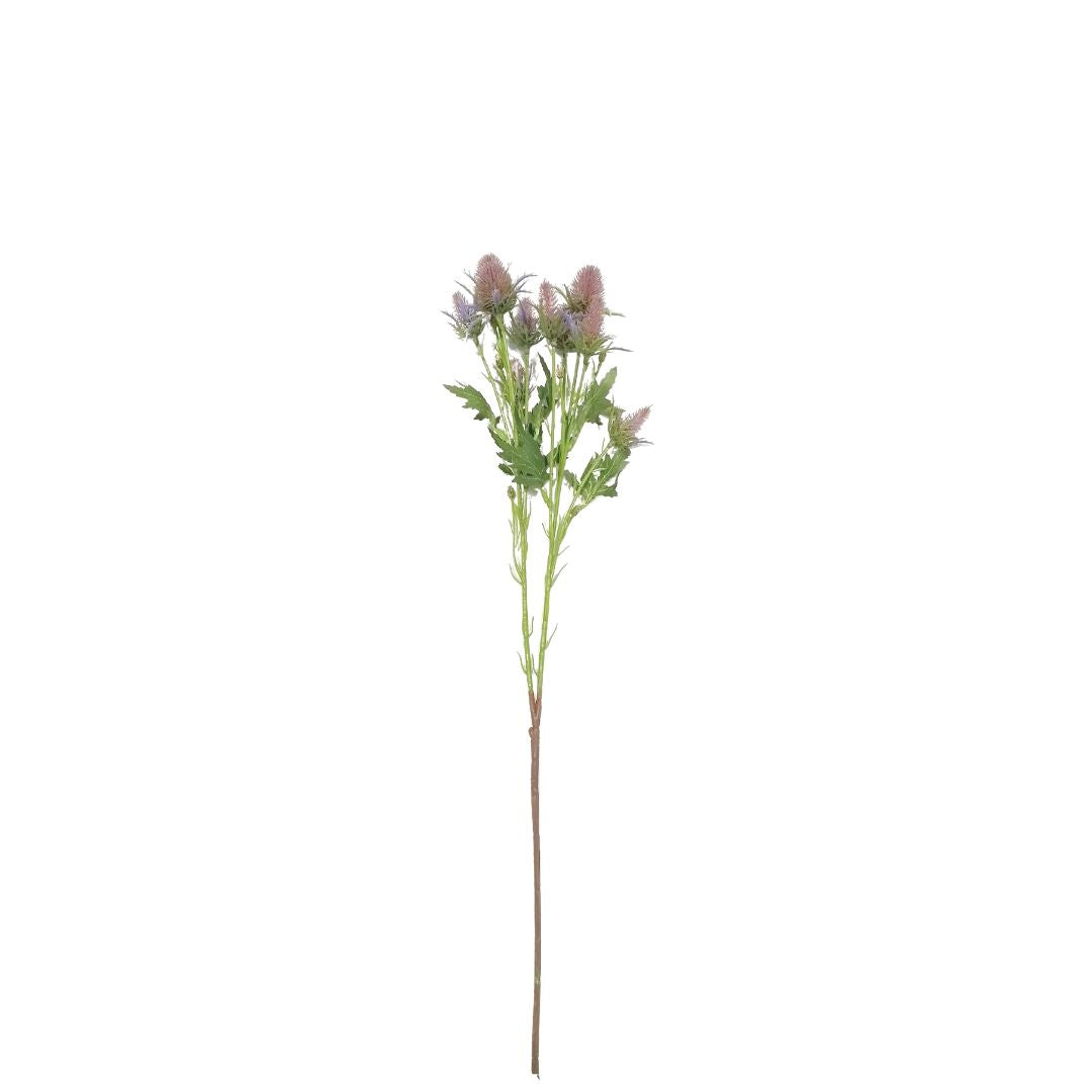Sea Holly Thistle: Dusky Pink