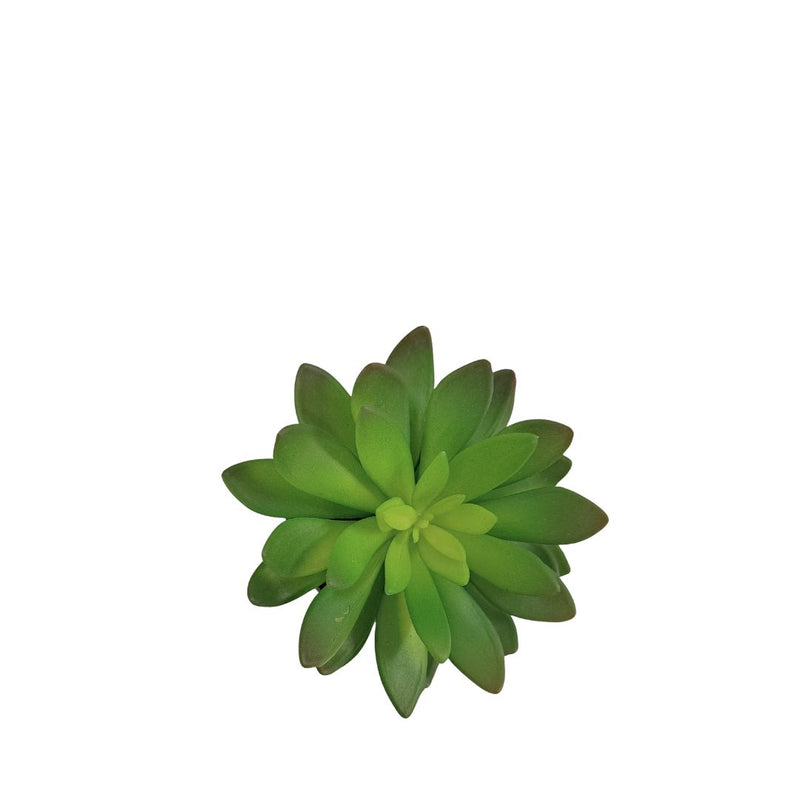 Potted Succulent - Green