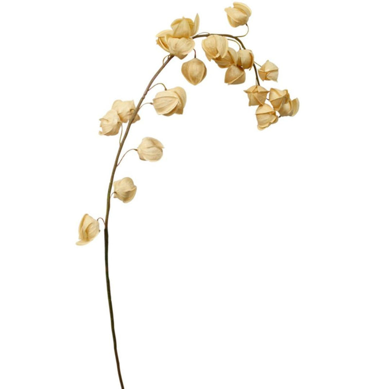 Chinese Lantern: Mustard - Long