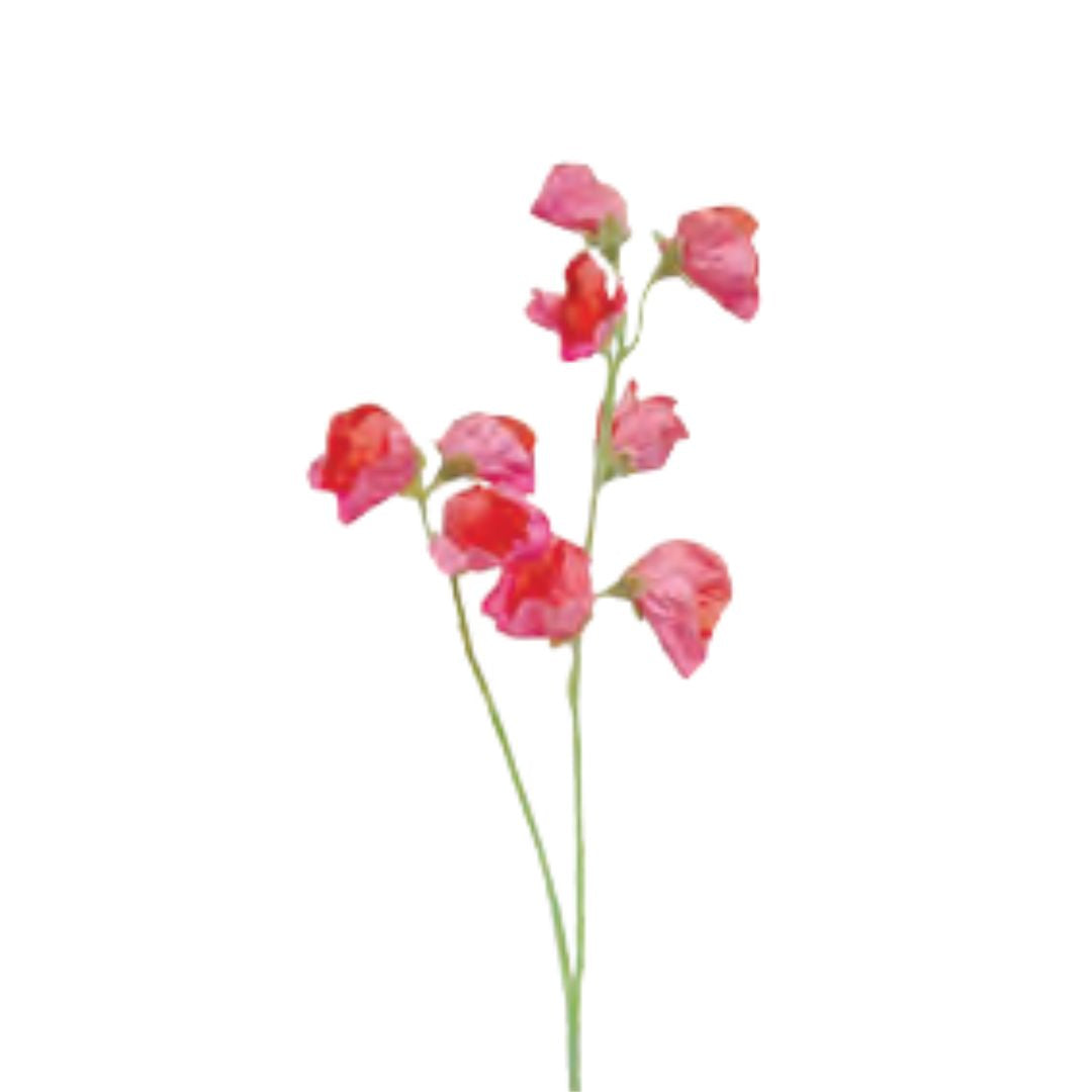 Sweetpea x2 Spray: Salmon
