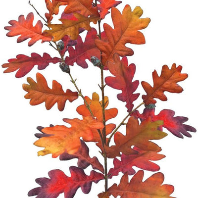 Tall Autumn Oak - Chestnut