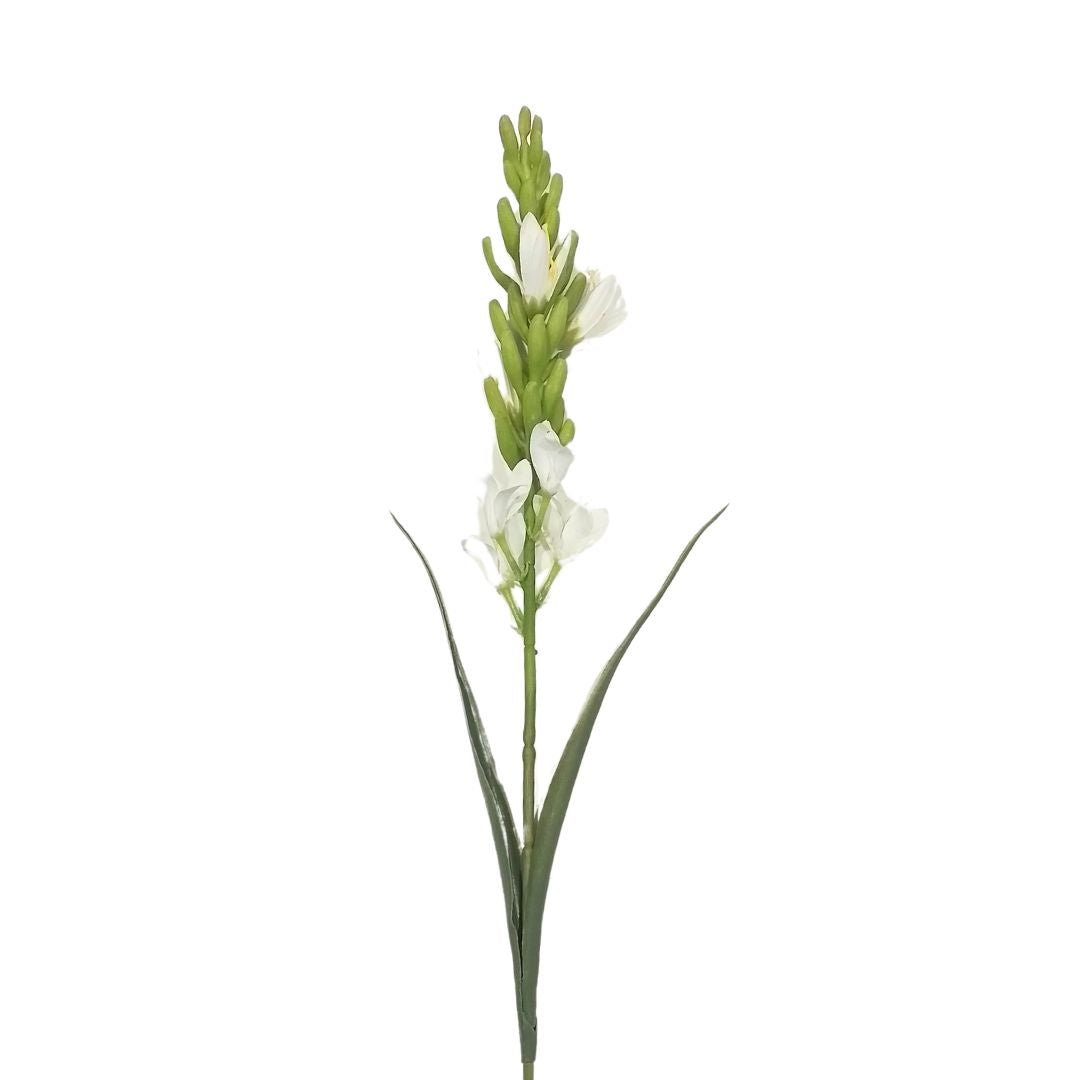 Tuberose: White