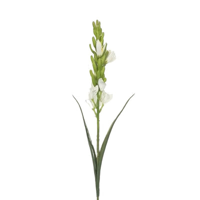 Tuberose: White