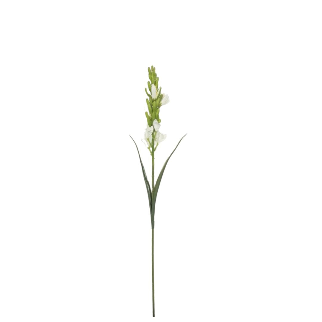 Tuberose: White