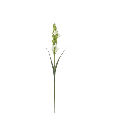 Tuberose: White
