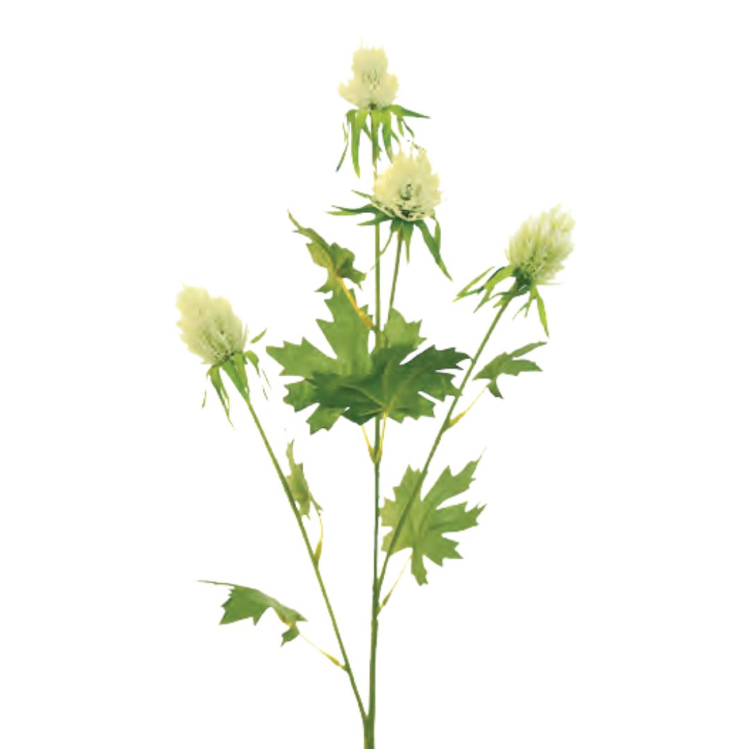 Tall Thistle: Green