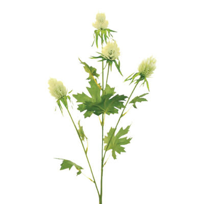 Tall Thistle: Green