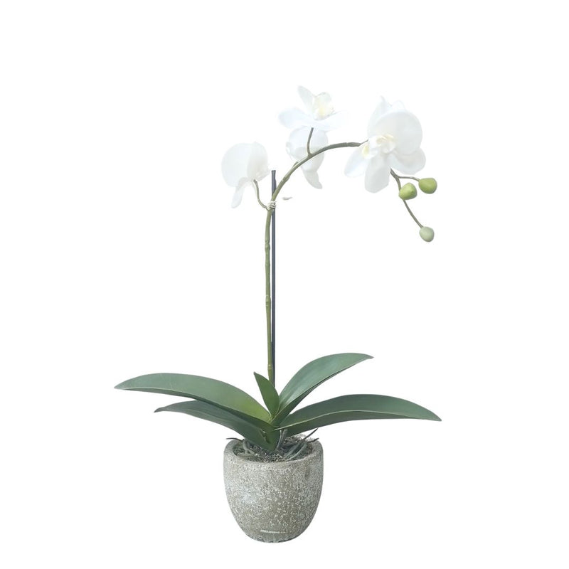 Phalaenopsis Potted