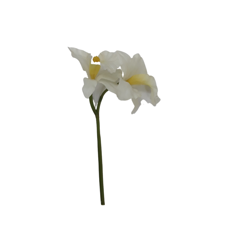White Orchid Cattleya 2Head - Small