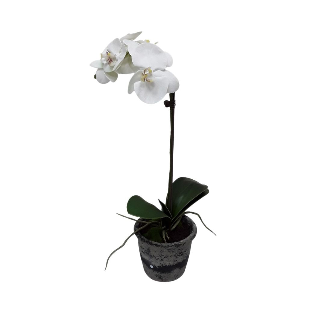 Potted Orchid 1 Spray - White