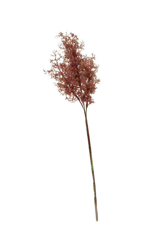 Smokebush Spray Burgundy 95cm