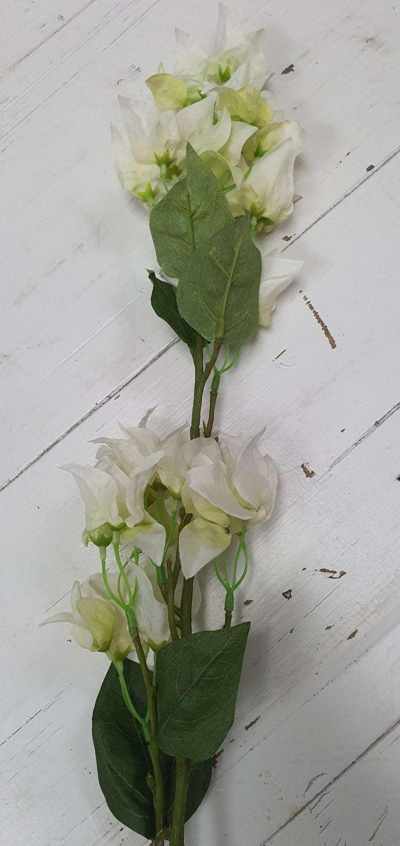 Bougainvillea Stem II - White