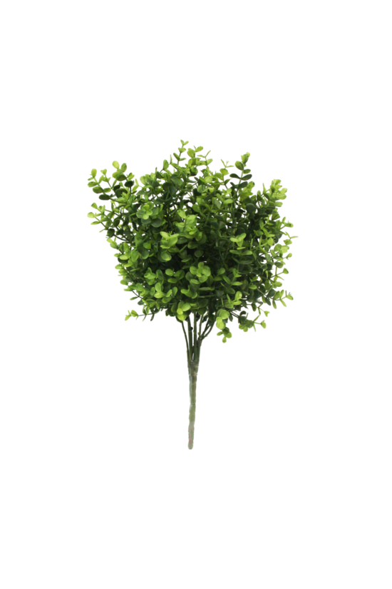 Small Eucalyptus Bush