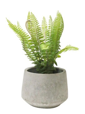 Fern in Cement Pot