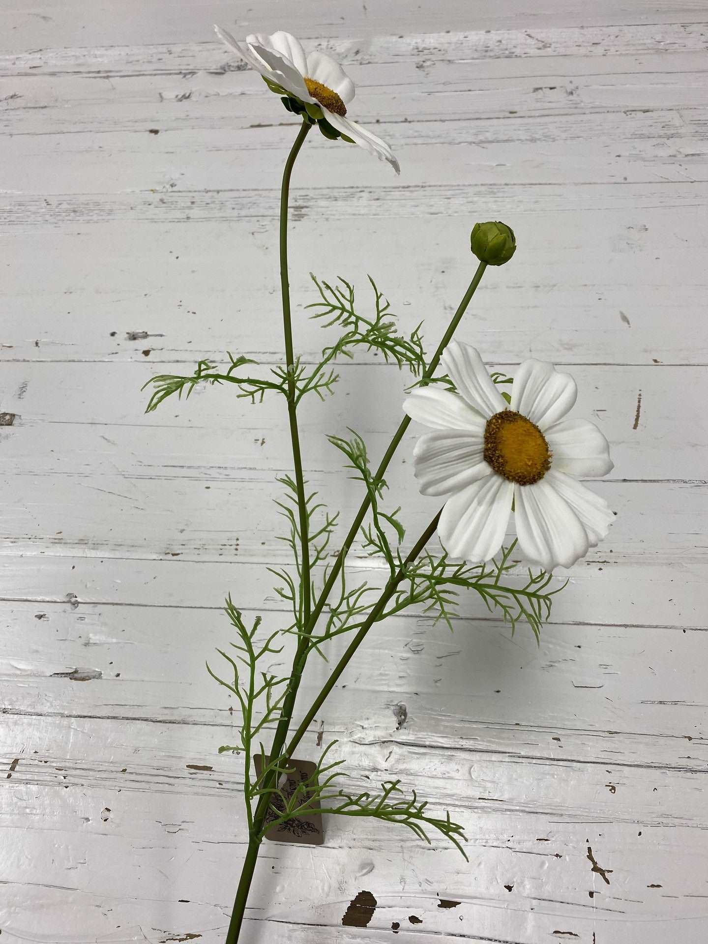 Cosmos Large - White