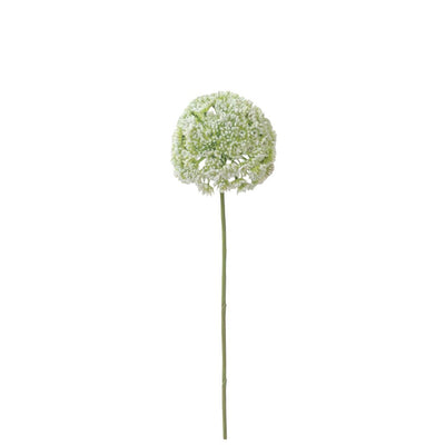 Allium Flower: White