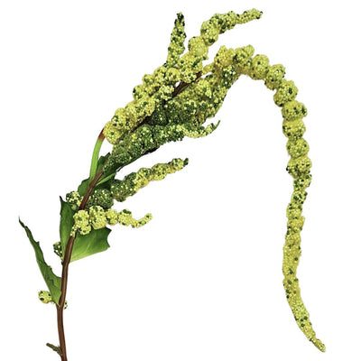 Amaranthus - Green
