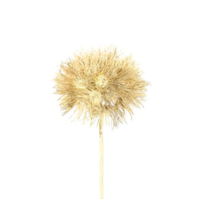 Allium Seed Head