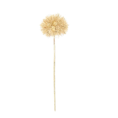 Allium Seed Head