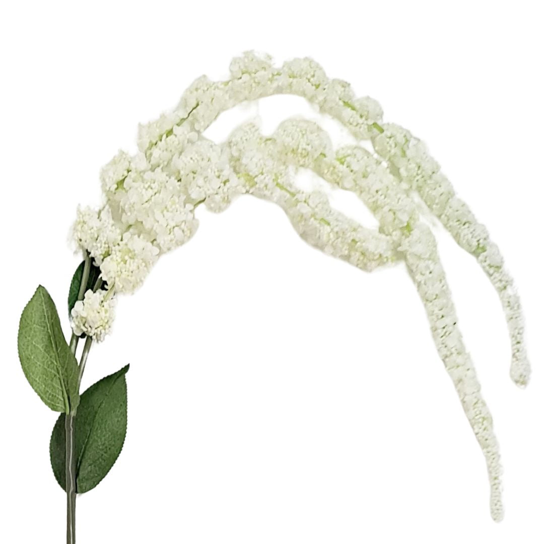 Amaranthus - White