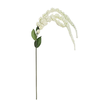Amaranthus - White