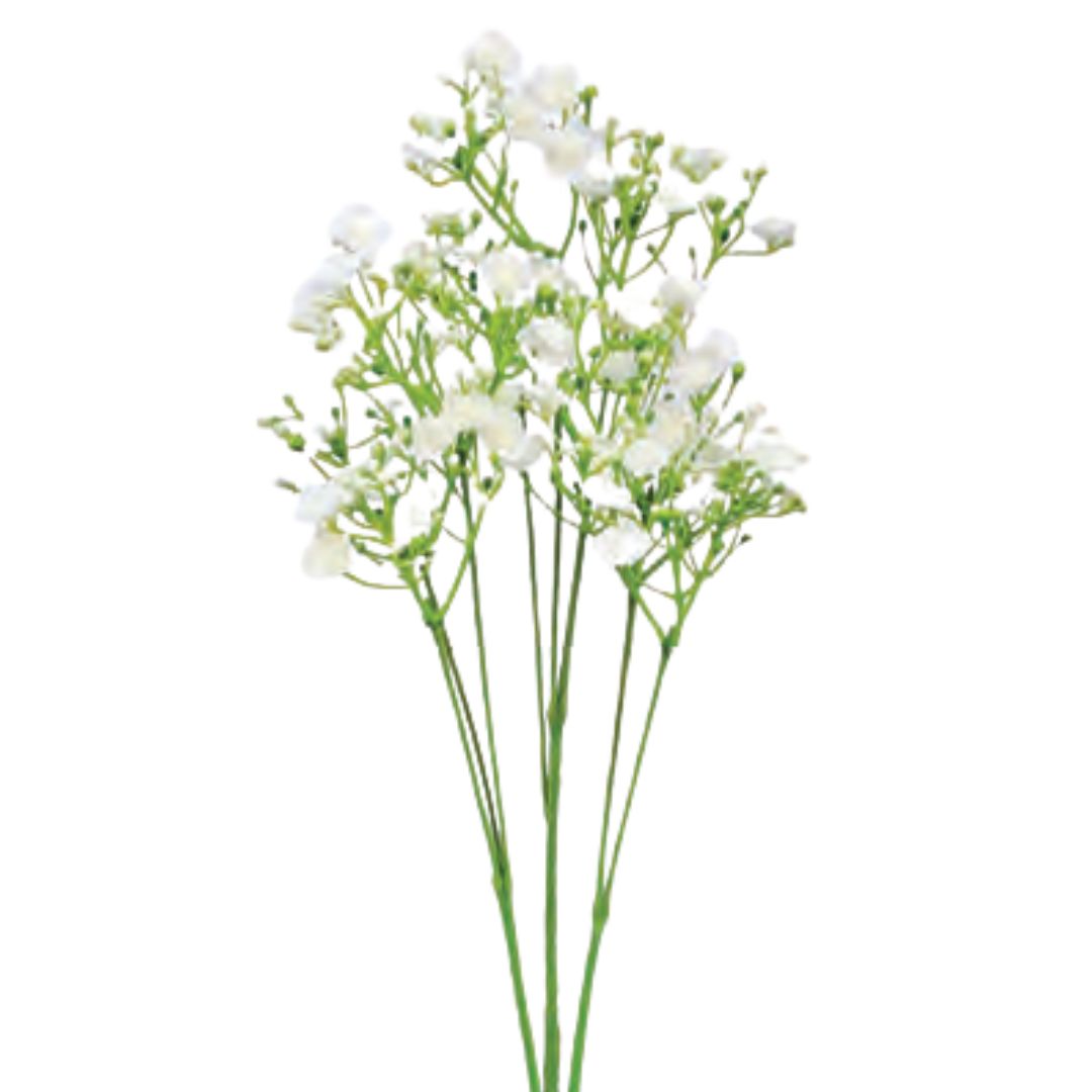 Baby's Breath Spray - Cream