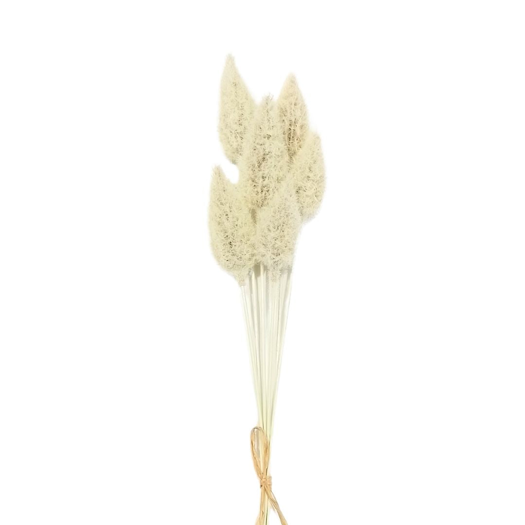 Bunny Tail Grass: Cream