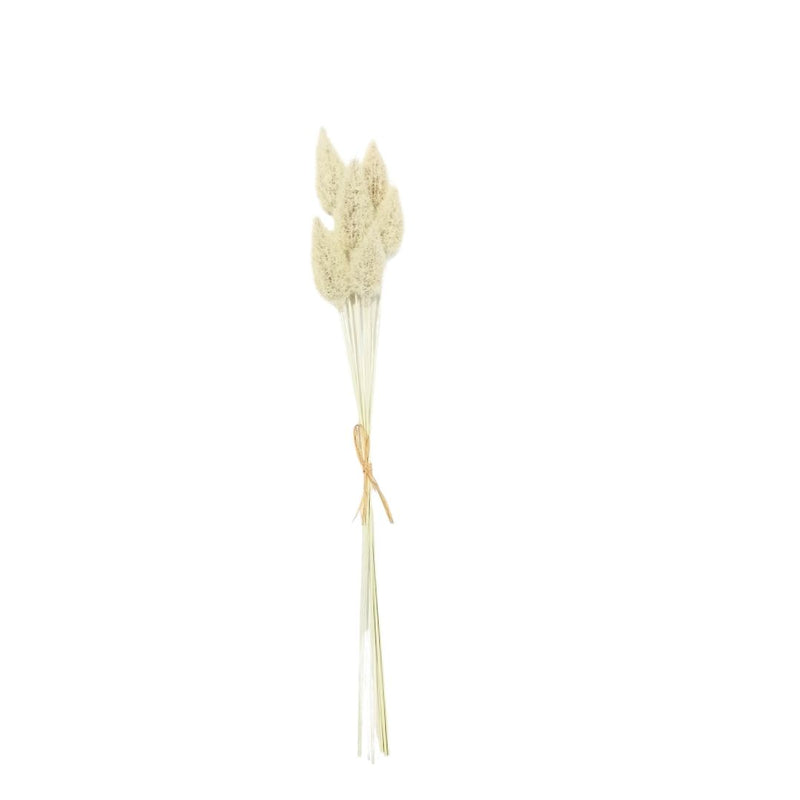 Bunny Tail Grass: Cream