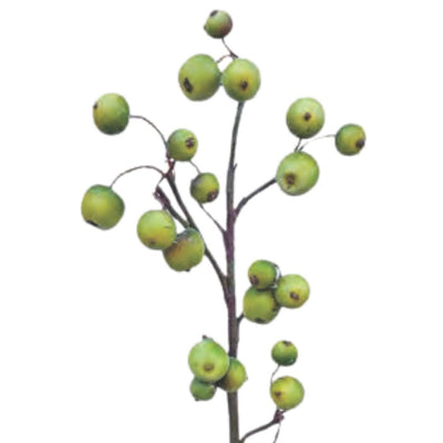 Crabapple Spray - Green