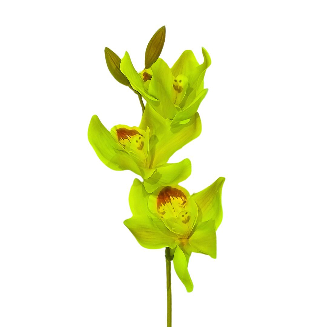 Cymbidium Pick: Green